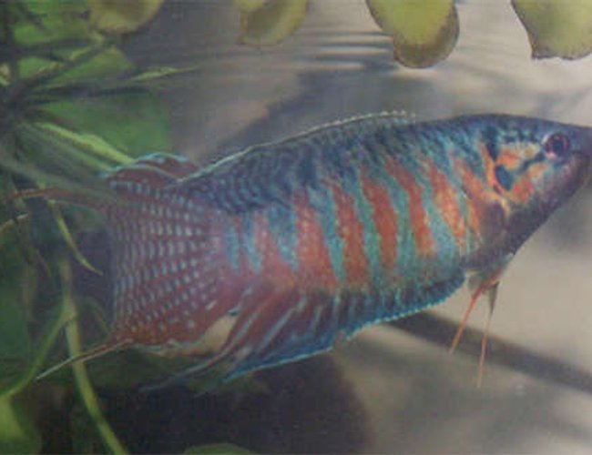 freshwater fish - colisa lalia - dwarf gourami stocking in 110 gallons tank - My Paradise Fish flaring for his mate who ran out of the picture. freshwater fish - colisa lalia - dwarf gourami stocking in 110 gallons tank - My Paradise Fish flaring for his mate who ran out of the picture.