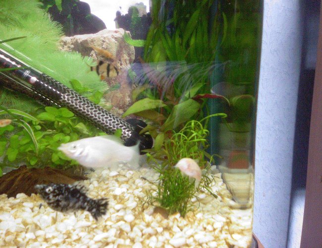 freshwater fish - poecilia latipinna - dalmatian molly stocking in 10 gallons tank - my ten gallon tank freshwater fish - poecilia latipinna - dalmatian molly stocking in 10 gallons tank - my ten gallon tank