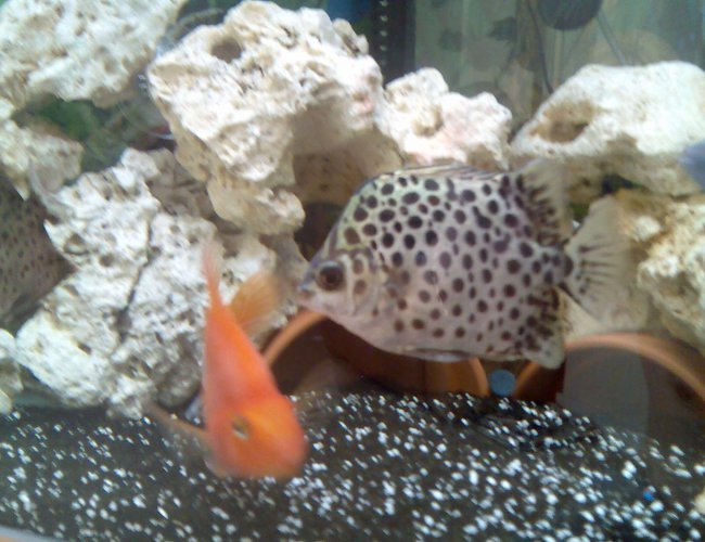 freshwater fish - scatophagus argus - green scat stocking in 37 gallons tank - green scat.... wicked fish!!!! and the parrot fish . freshwater fish - scatophagus argus - green scat stocking in 37 gallons tank - green scat.... wicked fish!!!! and the parrot fish .