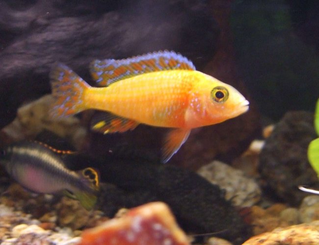 freshwater fish - aulonocara sp. - dragon blood peacock stocking in 90 gallons tank - new peacock freshwater fish - aulonocara sp. - dragon blood peacock stocking in 90 gallons tank - new peacock