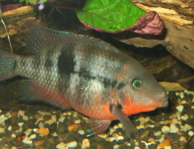freshwater fish - thorichthys meeki - firemouth cichlid stocking in 90 gallons tank - firemouth also got killed from idiot pouring beer in my tank freshwater fish - thorichthys meeki - firemouth cichlid stocking in 90 gallons tank - firemouth also got killed from idiot pouring beer in my tank