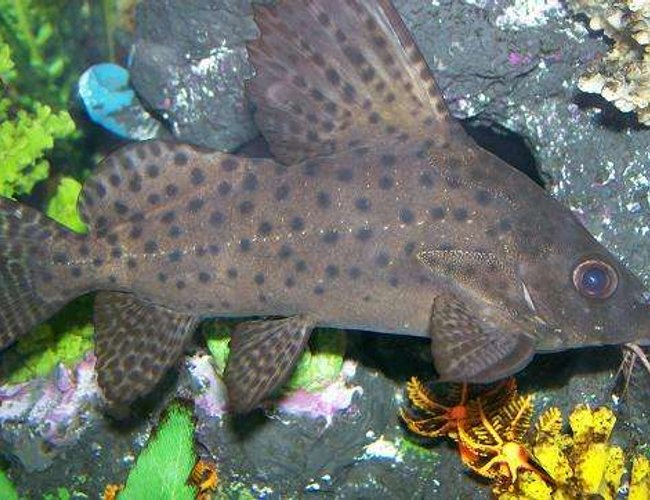 freshwater fish - synodontis eupterus - synodontis eupterus catfish - Synodontis Eupterus. freshwater fish - synodontis eupterus - synodontis eupterus catfish - Synodontis Eupterus.