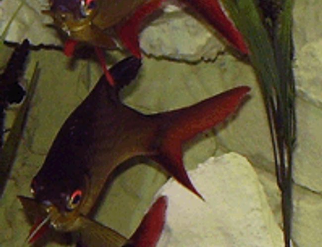 freshwater fish - barbus schwanefeldi - tinfoil red tail barb stocking in 265 gallons tank - Tinfoil Barb Ballet freshwater fish - barbus schwanefeldi - tinfoil red tail barb stocking in 265 gallons tank - Tinfoil Barb Ballet