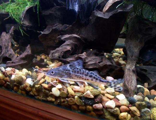 freshwater fish - pimelodus pictus - pictus cat stocking in 50 gallons tank - Pictus Catfish are impossable to get a clean shot of they never stop moving so this is the best shot I could get freshwater fish - pimelodus pictus - pictus cat stocking in 50 gallons tank - Pictus Catfish are impossable to get a clean shot of they never stop moving so this is the best shot I could get
