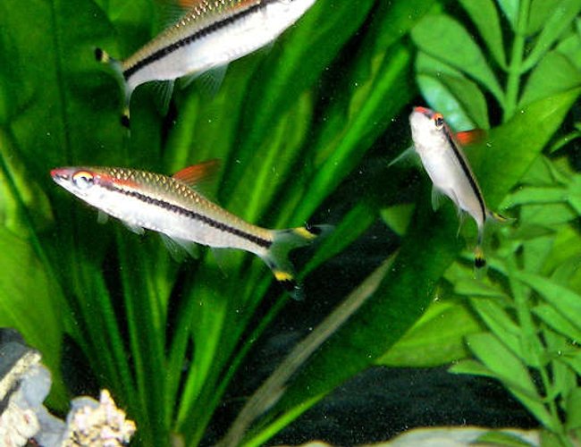 freshwater fish - barbus denisonii - denison barb stocking in 210 gallons tank - The Denison Barb, also known as the Red Lined Torpedo Barb or the Rose Line Shark, is a longer fish when compared to the other barbs. The coloration of this fish is silver in color with a black line running the length of its body and a red stripe across its eyes. It also has a red edge on its dorsal fin and yellow and black accents on the end of its tail.
Unlike some of the other barbs, this is a peaceful fish that is a welcome addition to any larger community aquarium. They should be kept in groups in an aquarium with a tight fitting lid, as they have a tendency to jump. In nature, they are found in fast moving streams and appreciate a high oxygen level in aquarium water.
The Denison Barb needs to be fed a variety of foods including vegetables as well as meaty foods. Feed a quality flake food as well as live and frozen foods such as brine shrimp and bloodworms. freshwater fish - barbus denisonii - denison barb stocking in 210 gallons tank - The Denison Barb, also known as the Red Lined Torpedo Barb or the Rose Line Shark, is a longer fish when compared to the other barbs. The coloration of this fish is silver in color with a black line running the length of its body and a red stripe across its eyes. It also has a red edge on its dorsal fin and yellow and black accents on the end of its tail.
Unlike some of the other barbs, this is a peaceful fish that is a welcome addition to any larger community aquarium. They should be kept in groups in an aquarium with a tight fitting lid, as they have a tendency to jump. In nature, they are found in fast moving streams and appreciate a high oxygen level in aquarium water.
The Denison Barb needs to be fed a variety of foods including vegetables as well as meaty foods. Feed a quality flake food as well as live and frozen foods such as brine shrimp and bloodworms.
