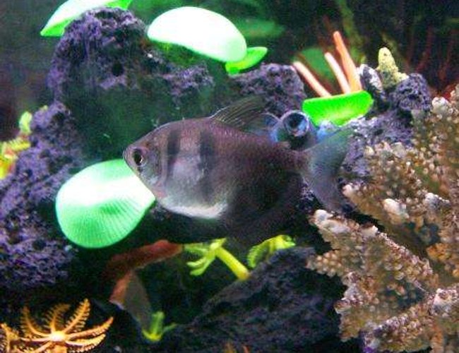 freshwater fish - hyphessobrycon herbertaxelrodi - black neon tetra - ??Half Moon Tetras?? freshwater fish - hyphessobrycon herbertaxelrodi - black neon tetra - ??Half Moon Tetras??