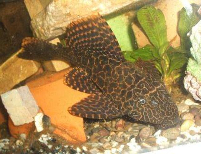 freshwater fish - glyptoperichthys gibbiceps - sailfin pleco (l-83) stocking in 70 gallons tank - pleco freshwater fish - glyptoperichthys gibbiceps - sailfin pleco (l-83) stocking in 70 gallons tank - pleco