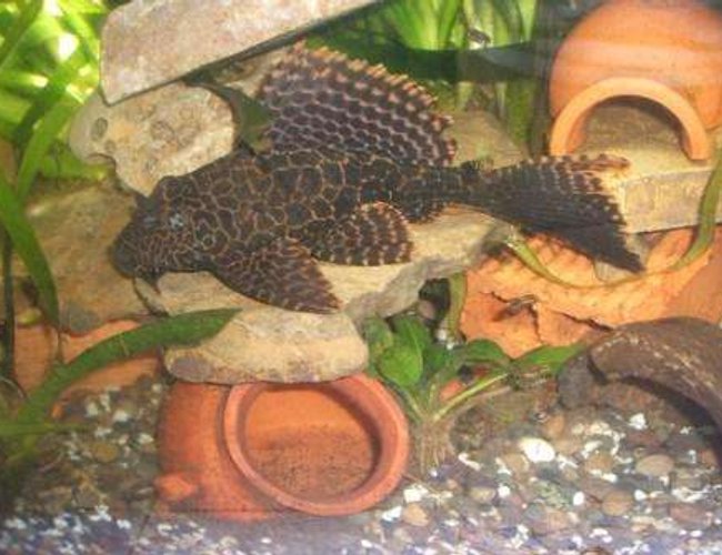 freshwater fish - glyptoperichthys gibbiceps - sailfin pleco (l-83) stocking in 70 gallons tank - pleco1 freshwater fish - glyptoperichthys gibbiceps - sailfin pleco (l-83) stocking in 70 gallons tank - pleco1