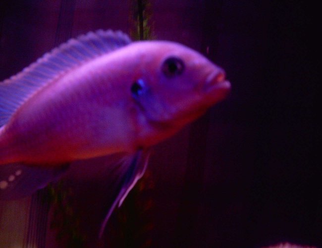 freshwater fish - copadichromis borleyi - yellowfin borleyi cichlid stocking in 29 gallons tank - my tanks boss freshwater fish - copadichromis borleyi - yellowfin borleyi cichlid stocking in 29 gallons tank - my tanks boss