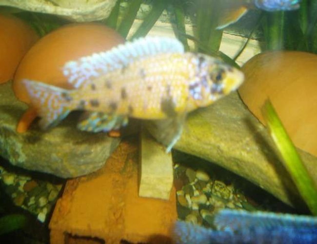 freshwater fish - labeotropheus fuelleborni - fuelleborni cichlid stocking in 70 gallons tank - cichlid freshwater fish - labeotropheus fuelleborni - fuelleborni cichlid stocking in 70 gallons tank - cichlid