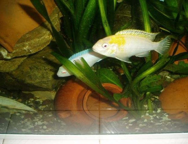 freshwater fish - labidochromis sp. perlmutt - perlmutt cichlid stocking in 70 gallons tank - cichlid malawi freshwater fish - labidochromis sp. perlmutt - perlmutt cichlid stocking in 70 gallons tank - cichlid malawi
