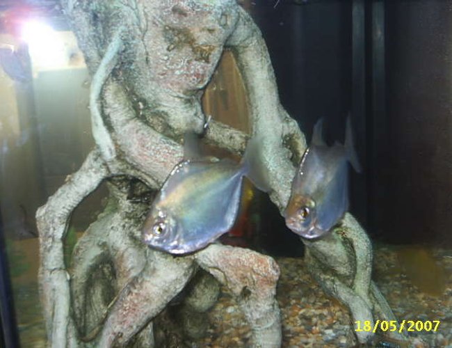 freshwater fish - metynnis argenteus - silver dollar stocking in 20 gallons tank - my 2 huge silver dollars side by side freshwater fish - metynnis argenteus - silver dollar stocking in 20 gallons tank - my 2 huge silver dollars side by side