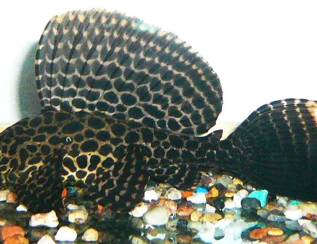 freshwater fish - glyptoperichthys gibbiceps - sailfin pleco (l-83) - Sailfin Gibby as a youngster freshwater fish - glyptoperichthys gibbiceps - sailfin pleco (l-83) - Sailfin Gibby as a youngster