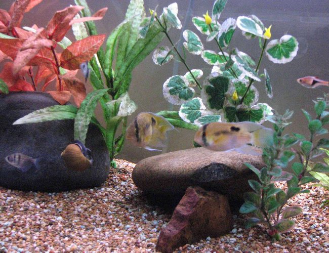 freshwater fish - cleithracara maronii - keyhole cichlid stocking in 50 gallons tank - Keyhole Cichlid Pair
Black Widow Tetras
Harlequin Rasboras
Snail freshwater fish - cleithracara maronii - keyhole cichlid stocking in 50 gallons tank - Keyhole Cichlid Pair
Black Widow Tetras
Harlequin Rasboras
Snail