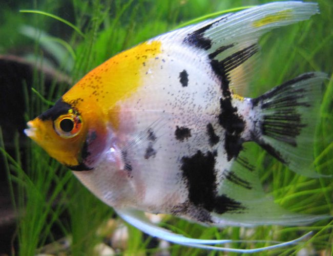 freshwater fish - pterophyllum sp. - koi angel stocking in 44 gallons tank - Angel in profile freshwater fish - pterophyllum sp. - koi angel stocking in 44 gallons tank - Angel in profile