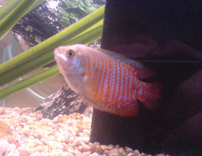 freshwater fish - colisa lalia - dwarf gourami stocking in 24 gallons tank - dwarf gourami freshwater fish - colisa lalia - dwarf gourami stocking in 24 gallons tank - dwarf gourami
