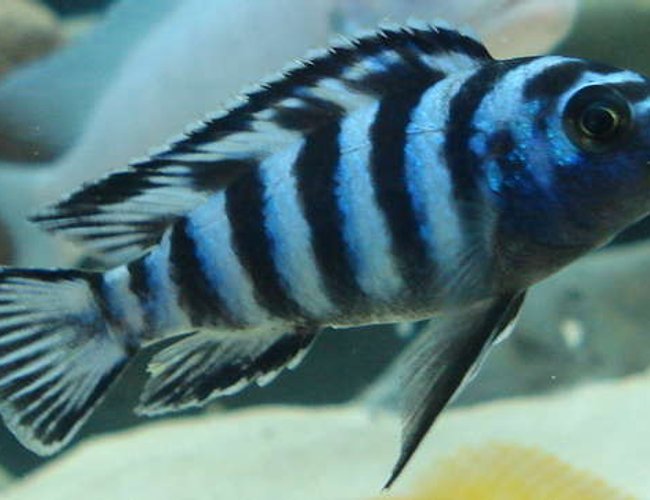 freshwater fish - pseudotropheus demasoni - demasoni cichlid stocking in 76 gallons tank - Demasoni freshwater fish - pseudotropheus demasoni - demasoni cichlid stocking in 76 gallons tank - Demasoni