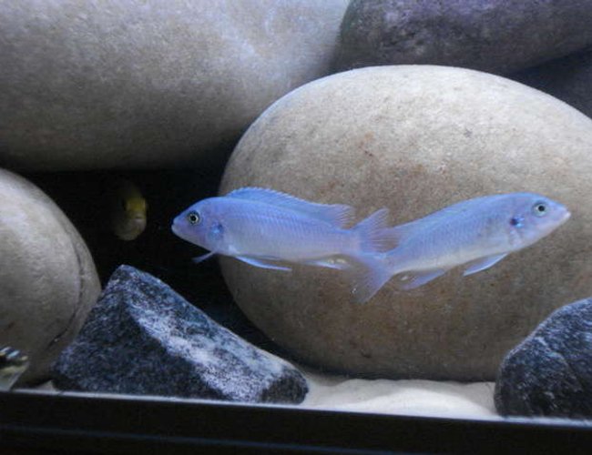 freshwater fish - maylandia callainos - blue cobalt cichlid stocking in 76 gallons tank - Callainos freshwater fish - maylandia callainos - blue cobalt cichlid stocking in 76 gallons tank - Callainos