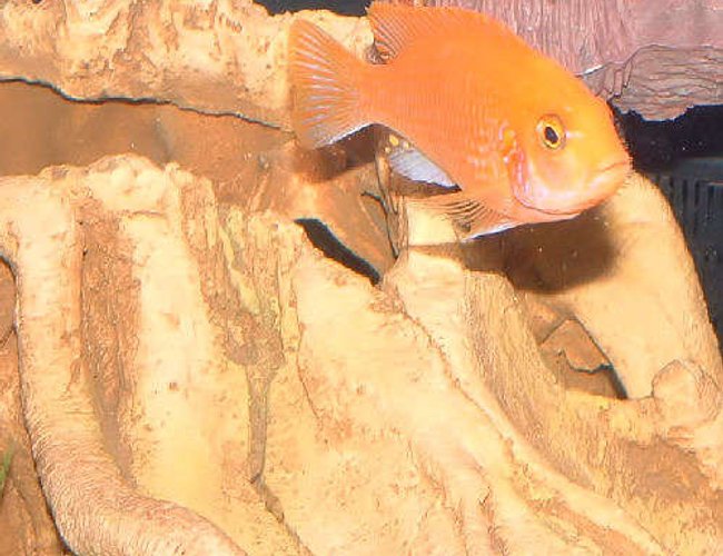 freshwater fish - pseudotropheus estherae - red zebra cichlid stocking in 55 gallons tank - This is my Red Zebra freshwater fish - pseudotropheus estherae - red zebra cichlid stocking in 55 gallons tank - This is my Red Zebra