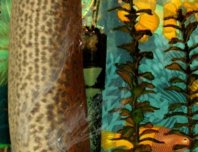 freshwater fish - polypterus retropinnis - retropinnis bichir stocking in 90 gallons tank - 26" african lungfish going up for a breath of air freshwater fish - polypterus retropinnis - retropinnis bichir stocking in 90 gallons tank - 26" african lungfish going up for a breath of air