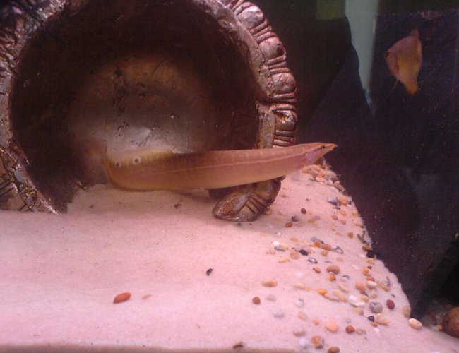 freshwater fish - macrognathus siamensis - peacock eel stocking in 24 gallons tank - my spiny eel 6 incher freshwater fish - macrognathus siamensis - peacock eel stocking in 24 gallons tank - my spiny eel 6 incher