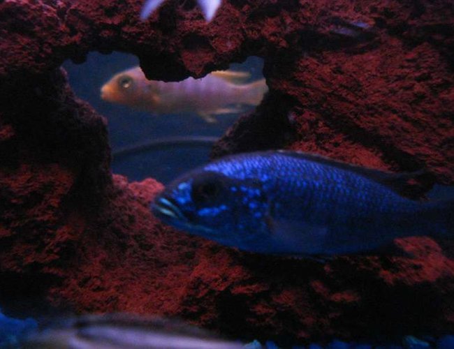freshwater fish - sciaenochromis fryeri - electric blue hap stocking in 55 gallons tank - I THINK THEY'RE WATCHING EACHOTHER...Jewel Cichlid freshwater fish - sciaenochromis fryeri - electric blue hap stocking in 55 gallons tank - I THINK THEY'RE WATCHING EACHOTHER...Jewel Cichlid