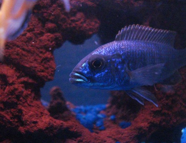 freshwater fish - sciaenochromis fryeri - electric blue hap stocking in 55 gallons tank - HappY HaP freshwater fish - sciaenochromis fryeri - electric blue hap stocking in 55 gallons tank - HappY HaP