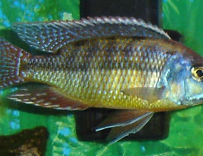 freshwater fish - protomelas taeniolatus - red empress stocking in 29 gallons tank - Red Empress freshwater fish - protomelas taeniolatus - red empress stocking in 29 gallons tank - Red Empress