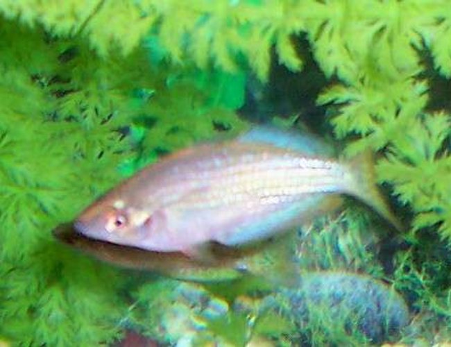 freshwater fish - melanotaenia splendida - australian rainbow stocking in 80 gallons tank - Male Australian Rainbowfish freshwater fish - melanotaenia splendida - australian rainbow stocking in 80 gallons tank - Male Australian Rainbowfish