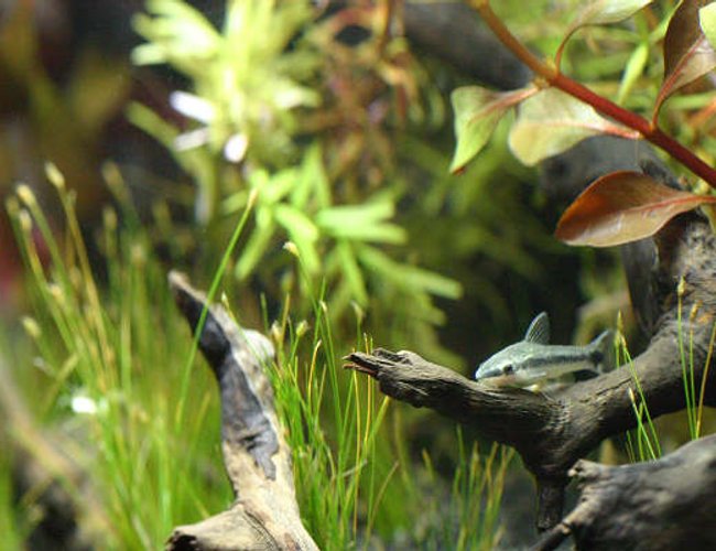 freshwater fish - otocinclus sp. - otocinclus catfish stocking in 3 gallons tank - Otocinclus freshwater fish - otocinclus sp. - otocinclus catfish stocking in 3 gallons tank - Otocinclus