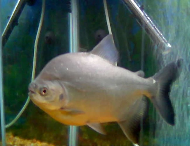freshwater fish - piaractus brachypomum - red belly pacu stocking in 55 gallons tank - RED BELLY PACU freshwater fish - piaractus brachypomum - red belly pacu stocking in 55 gallons tank - RED BELLY PACU