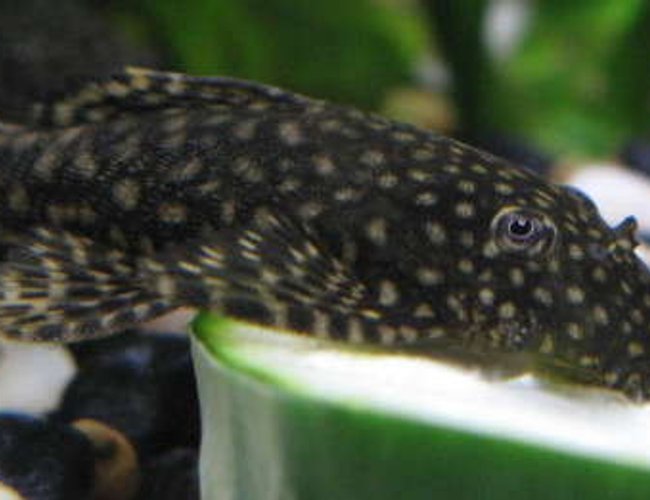 freshwater fish - scobinancistrus pariolispos - pario-ancistrus pleco (l-048) stocking in 44 gallons tank - Ancistrus munching on cucumber. freshwater fish - scobinancistrus pariolispos - pario-ancistrus pleco (l-048) stocking in 44 gallons tank - Ancistrus munching on cucumber.
