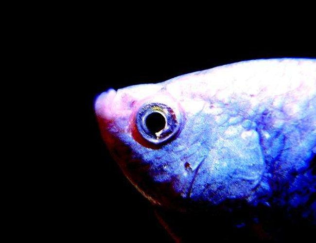 freshwater fish - colisa lalia - neon blue dwarf gourami stocking in 180 gallons tank - Blue gourami freshwater fish - colisa lalia - neon blue dwarf gourami stocking in 180 gallons tank - Blue gourami