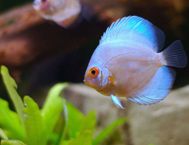 freshwater fish - symphysodon sp. - blue diamond discus stocking in 25 gallons tank - Lovely blue diamond freshwater fish - symphysodon sp. - blue diamond discus stocking in 25 gallons tank - Lovely blue diamond