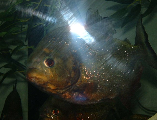 freshwater fish - pygocentrus nattereri - redbellied pirhana stocking in 120 gallons tank - I have a 120 gal tank and i have 10 Piranhas and 1 pacu living in it. I have 2 emperors 400 and a 150 wet/dry keeping it clean and healthy. I got a 300 watt heater keeping it nice and warm. One 48in light bulb and housing. A 900 gph power head keeping the water moving. Two 15lb bags of rocks on the bottom of the tank, 4 plastic hanging plants. Four plastic tree trunks for hiding. freshwater fish - pygocentrus nattereri - redbellied pirhana stocking in 120 gallons tank - I have a 120 gal tank and i have 10 Piranhas and 1 pacu living in it. I have 2 emperors 400 and a 150 wet/dry keeping it clean and healthy. I got a 300 watt heater keeping it nice and warm. One 48in light bulb and housing. A 900 gph power head keeping the water moving. Two 15lb bags of rocks on the bottom of the tank, 4 plastic hanging plants. Four plastic tree trunks for hiding.