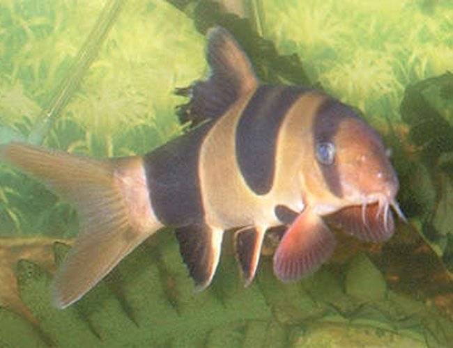 freshwater fish - botia macracantha - clown loach stocking in 110 gallons tank - 4" Clown Loach freshwater fish - botia macracantha - clown loach stocking in 110 gallons tank - 4" Clown Loach