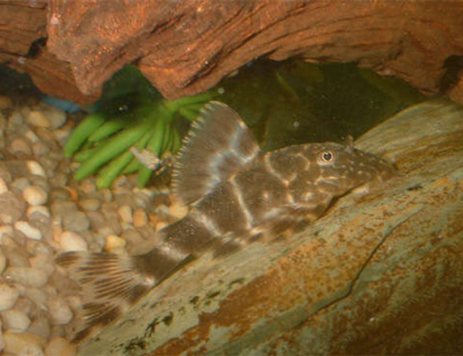 freshwater fish - panaque maccus - clown pleco stocking in 110 gallons tank - Panaque maccus: Clown pleco freshwater fish - panaque maccus - clown pleco stocking in 110 gallons tank - Panaque maccus: Clown pleco