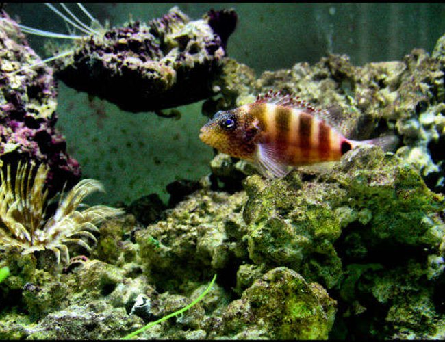 freshwater fish - astatotilapia latifasciata - zebra obliquidens stocking in 5 gallons tank - best pic i took so far of the fish in this set...i forgot this fishes name... freshwater fish - astatotilapia latifasciata - zebra obliquidens stocking in 5 gallons tank - best pic i took so far of the fish in this set...i forgot this fishes name...