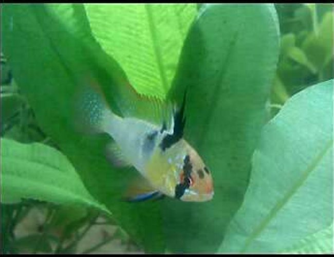 freshwater fish - papiliochromis ramirezi - german blue ram stocking in 46 gallons tank - The battling Ram!!!!! freshwater fish - papiliochromis ramirezi - german blue ram stocking in 46 gallons tank - The battling Ram!!!!!