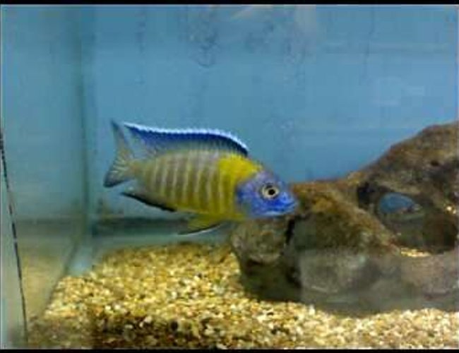 freshwater fish - aulonocara baenschi - sunshine peacock stocking in 46 gallons tank - Peacock freshwater fish - aulonocara baenschi - sunshine peacock stocking in 46 gallons tank - Peacock