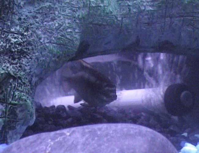 freshwater fish - pelvicachromis pulcher - kribensis cichlid stocking in 46 gallons tank - Our reclusive Cichlid hiding in the tree root. freshwater fish - pelvicachromis pulcher - kribensis cichlid stocking in 46 gallons tank - Our reclusive Cichlid hiding in the tree root.