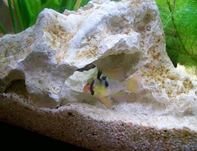 freshwater fish - papiliochromis ramirezi - german blue ram stocking in 32 gallons tank - My male German Blue Ram defending his spawning area freshwater fish - papiliochromis ramirezi - german blue ram stocking in 32 gallons tank - My male German Blue Ram defending his spawning area