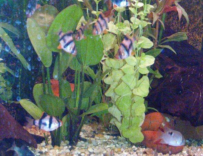 freshwater fish - puntius tetrazona - tiger barb stocking in 40 gallons tank - The Tiger Barbs freshwater fish - puntius tetrazona - tiger barb stocking in 40 gallons tank - The Tiger Barbs