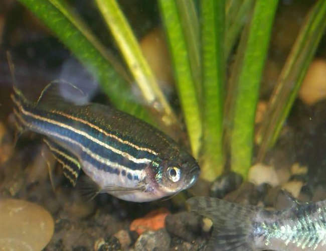 freshwater fish - danio rerio - zebra danio stocking in 30 gallons tank - zebra danio maybe pregnant freshwater fish - danio rerio - zebra danio stocking in 30 gallons tank - zebra danio maybe pregnant