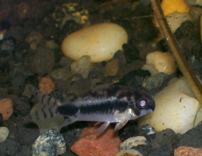 freshwater fish - corydorus habrosus - dwarf cory cat stocking in 30 gallons tank - my dwarf cory, hes my fav freshwater fish - corydorus habrosus - dwarf cory cat stocking in 30 gallons tank - my dwarf cory, hes my fav