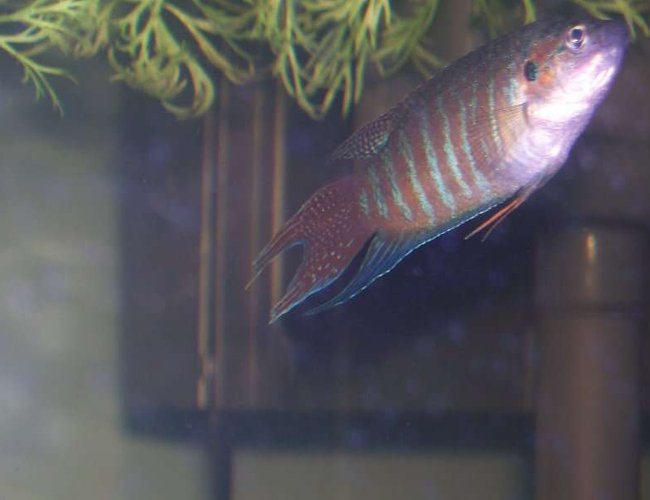 freshwater fish - macropodus opercularis - blue paradise stocking in 30 gallons tank - male blue paradise gourami love the tail freshwater fish - macropodus opercularis - blue paradise stocking in 30 gallons tank - male blue paradise gourami love the tail