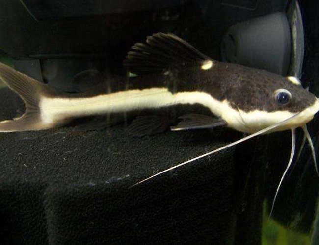 freshwater fish - pimelodus blochii - flat-nosed catfish stocking in 210 gallons tank - RTC 3" freshwater fish - pimelodus blochii - flat-nosed catfish stocking in 210 gallons tank - RTC 3"