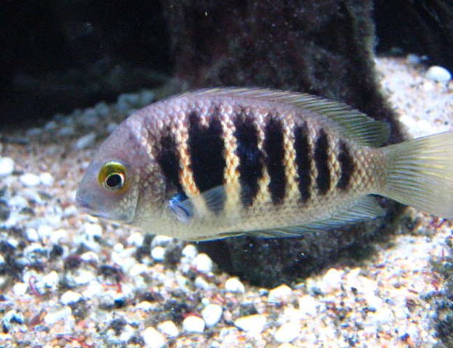 freshwater fish - etroplus canarensis - green chromide stocking in 100 gallons tank - Forget the name, but it's an indian cichlid (not common). Looks marine, but is freshwater. freshwater fish - etroplus canarensis - green chromide stocking in 100 gallons tank - Forget the name, but it's an indian cichlid (not common). Looks marine, but is freshwater.