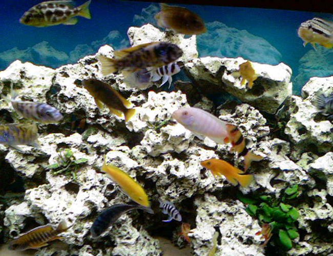 freshwater fish - botia macracantha - clown loach stocking in 66 gallons tank - few months later freshwater fish - botia macracantha - clown loach stocking in 66 gallons tank - few months later