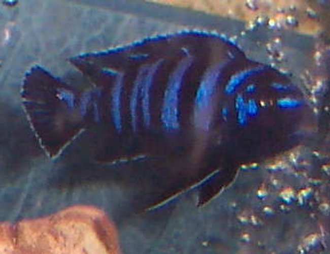 freshwater fish - pseudotropheus demasoni - demasoni cichlid stocking in 125 gallons tank - demasoni freshwater fish - pseudotropheus demasoni - demasoni cichlid stocking in 125 gallons tank - demasoni